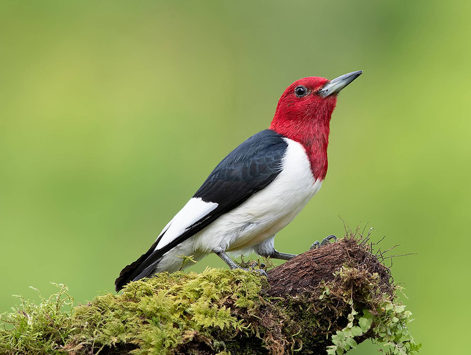 red-headed woodpecker, красноголовый меланерпес, woodpecker, дятел, Etkind Elizabeth