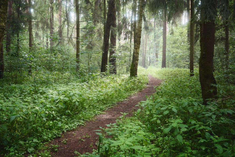 лес, деревья, листва, свет В летнем лесу фото превью