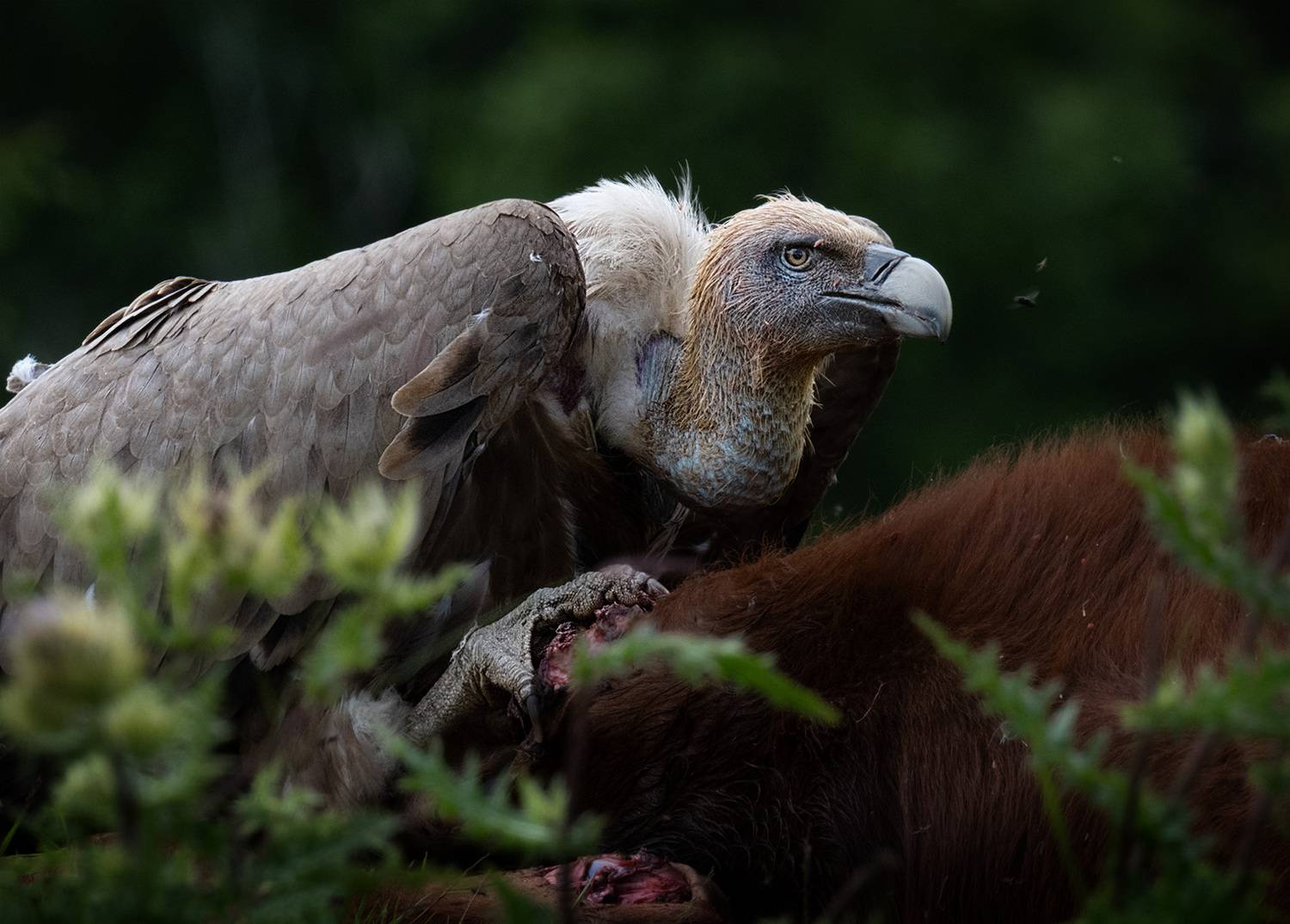 , Андрей Родионов
