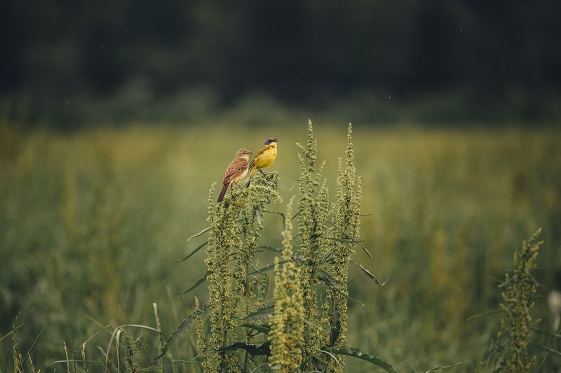Дуэт фото превью