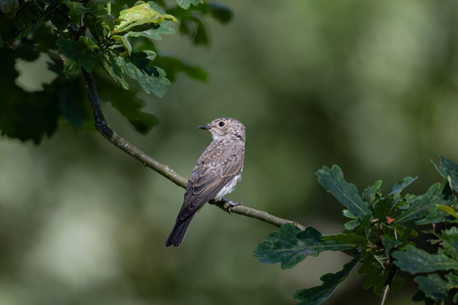 серая мухоловка, мухоловка, птицы, Руслан Pl