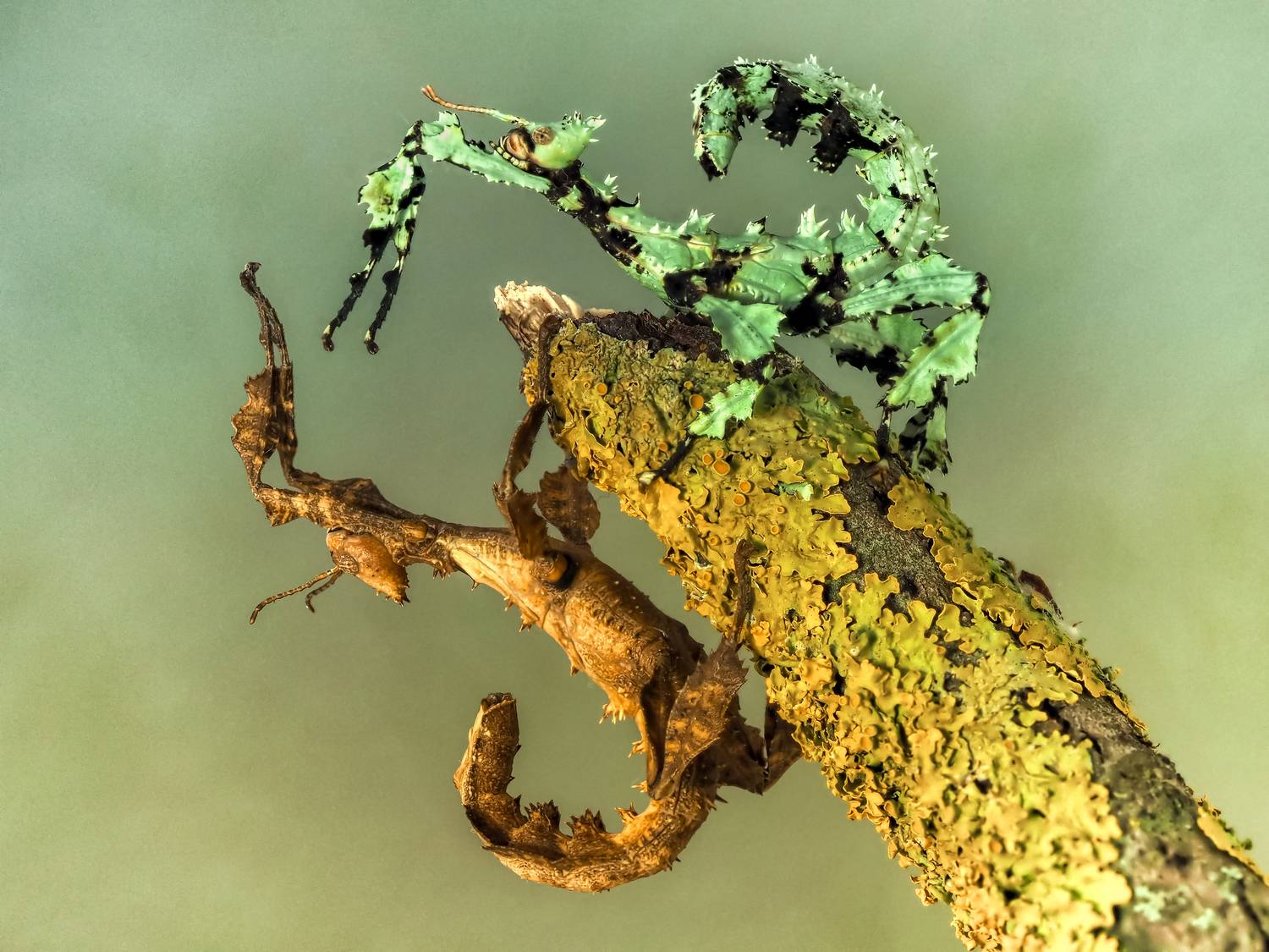 , Олег Савицкий