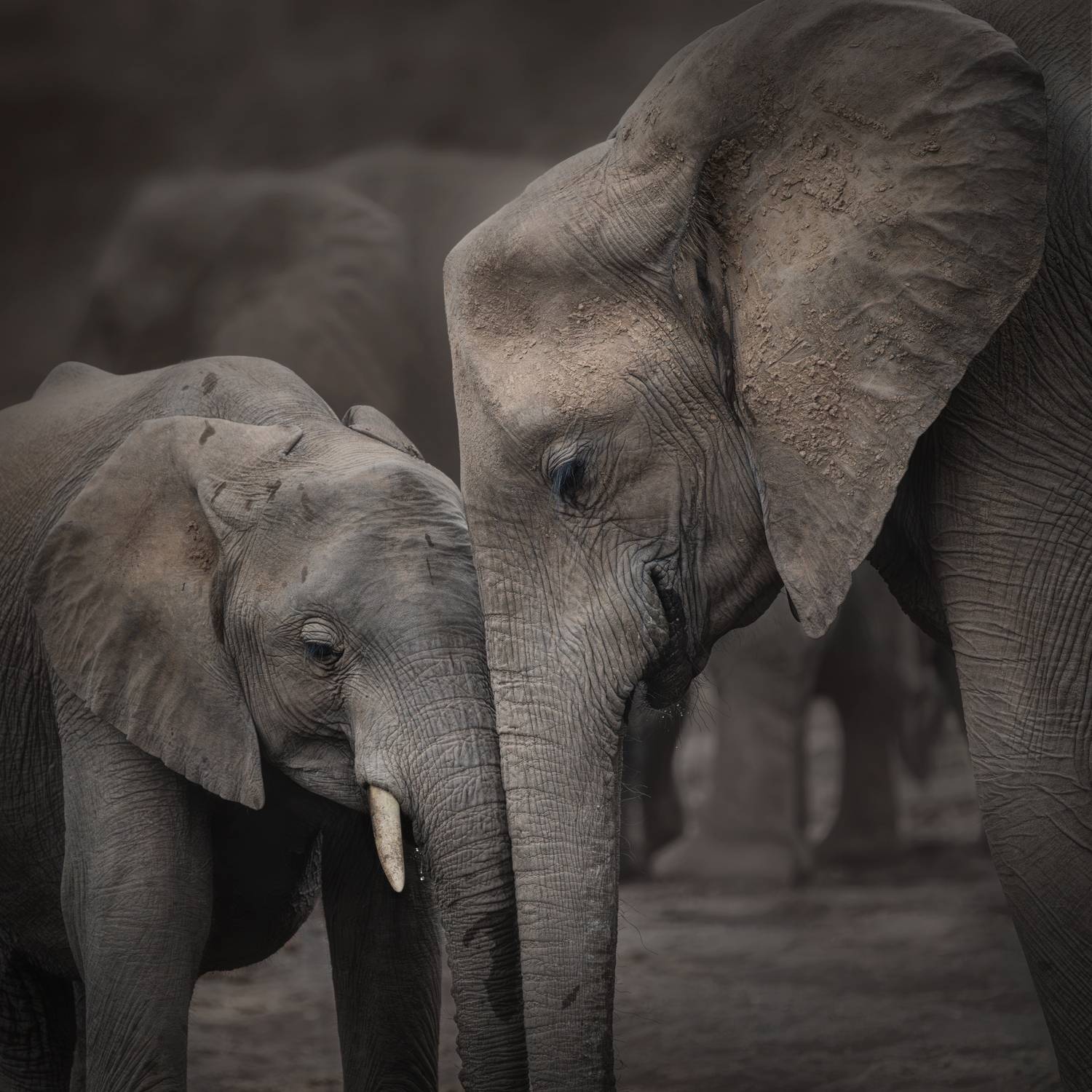 worldphototravels, mikereyfman, wildlifephotography, naturephotography, photoworkshop, photosafari, Майк Рейфман