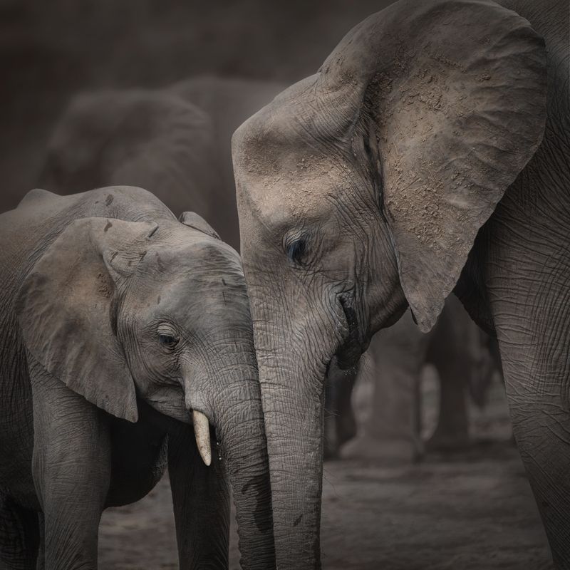 worldphototravels, mikereyfman, wildlifephotography, naturephotography, photoworkshop, photosafari Two trunks, two hearts фото превью