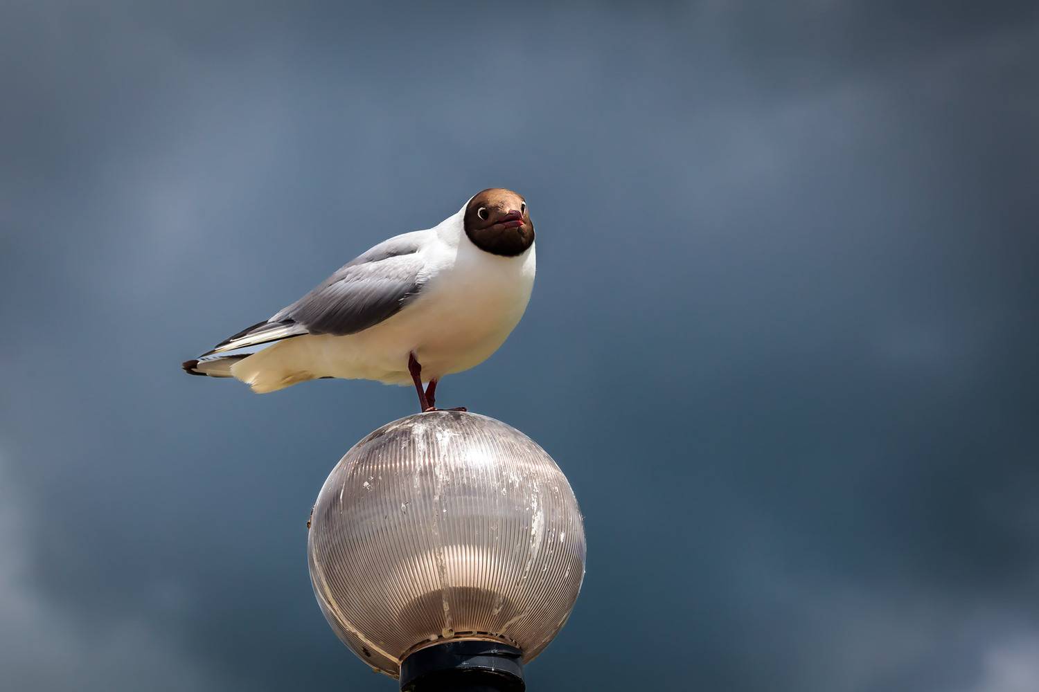 чайка, озёрная чайка, фонарь, камчатка, Уткин Дмитрий