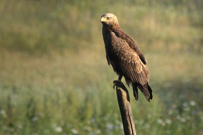Степной орёл фото превью