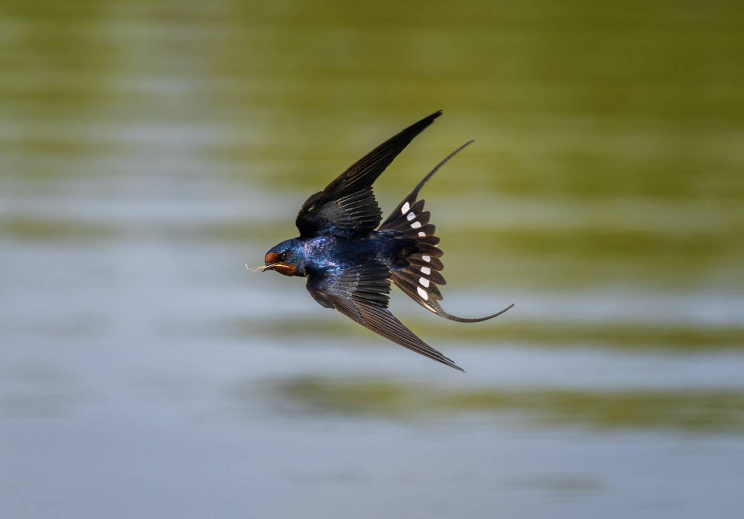 ласточка, Наталья
