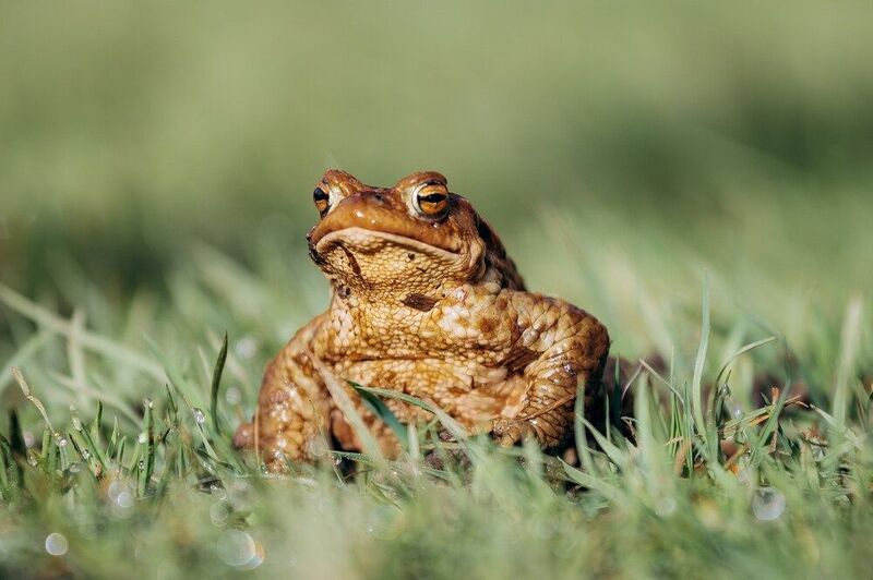 Царевна-лягушка фото превью