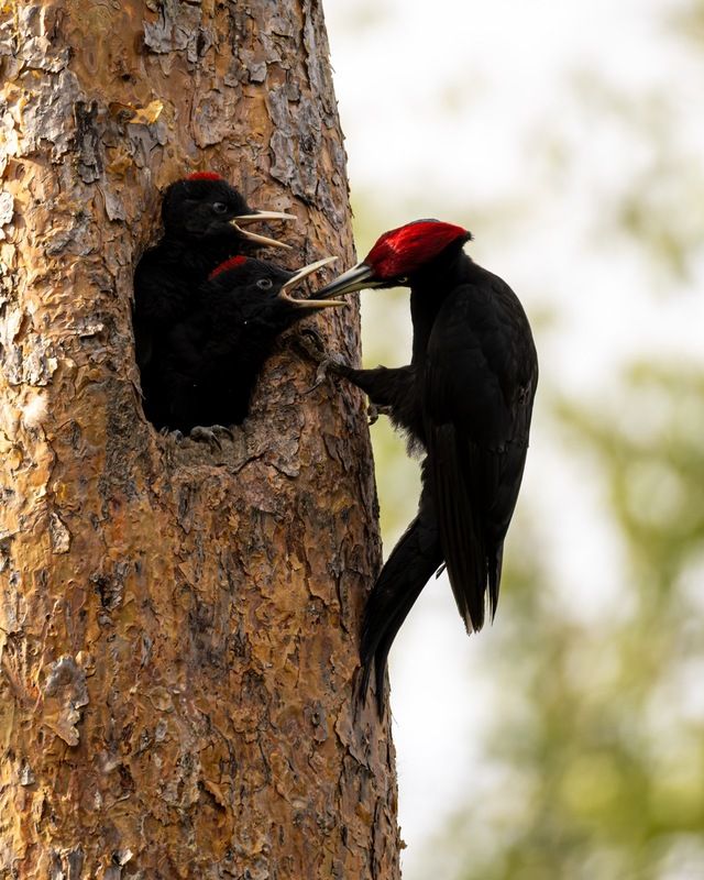 желна, черный дятел, дятел, птенец, птицы Семейство желны фото превью