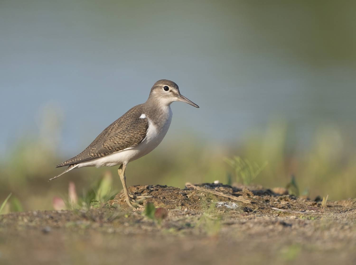 птицы,природа, лето, Андрей Киселёв