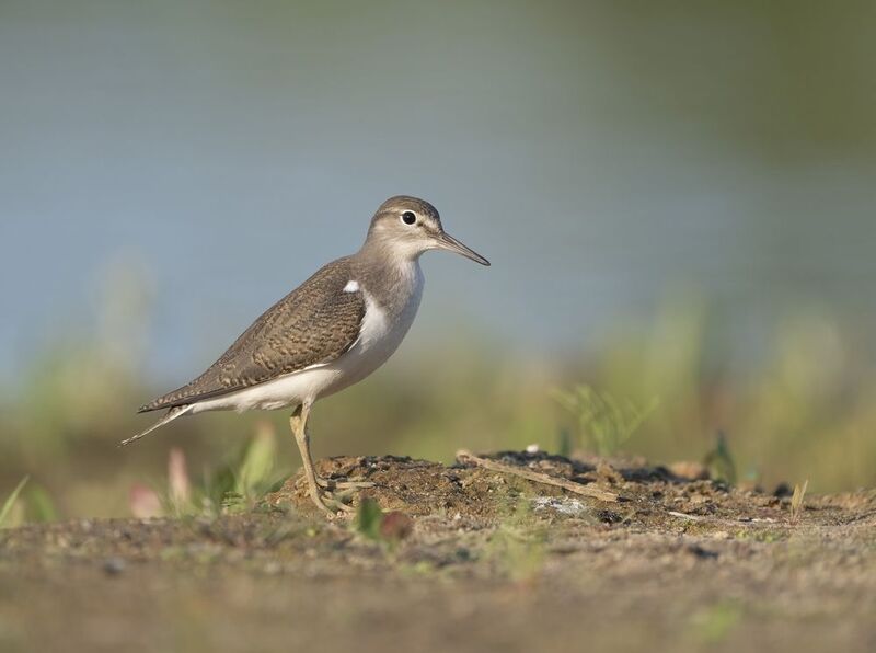 птицы,природа, лето Кулик Перевозчик фото превью