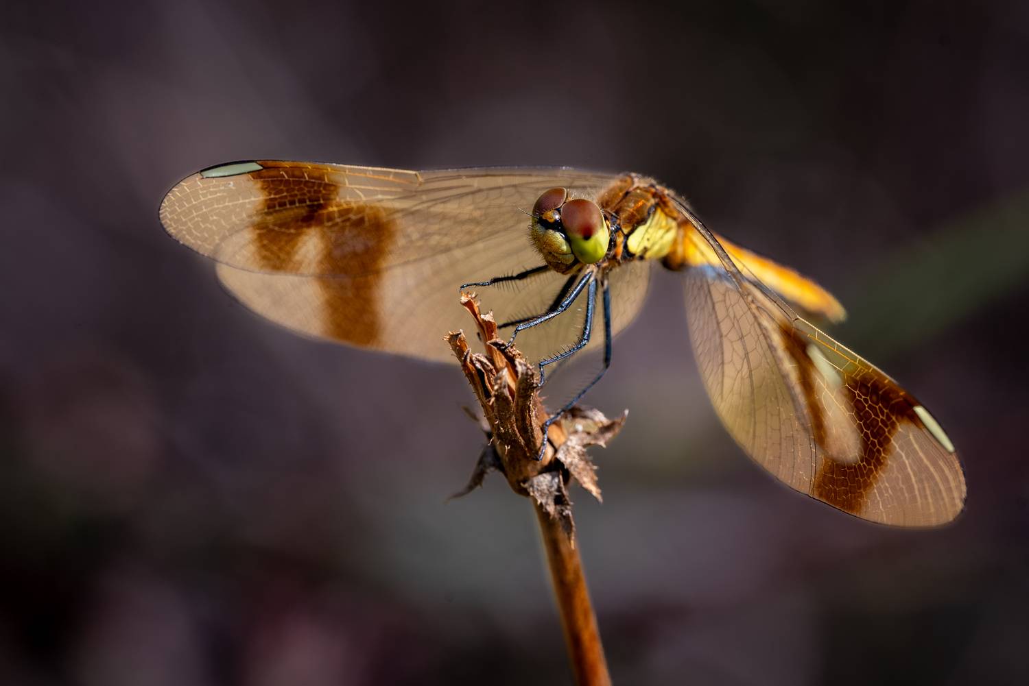 , BESPAMIATNYI Dmitry