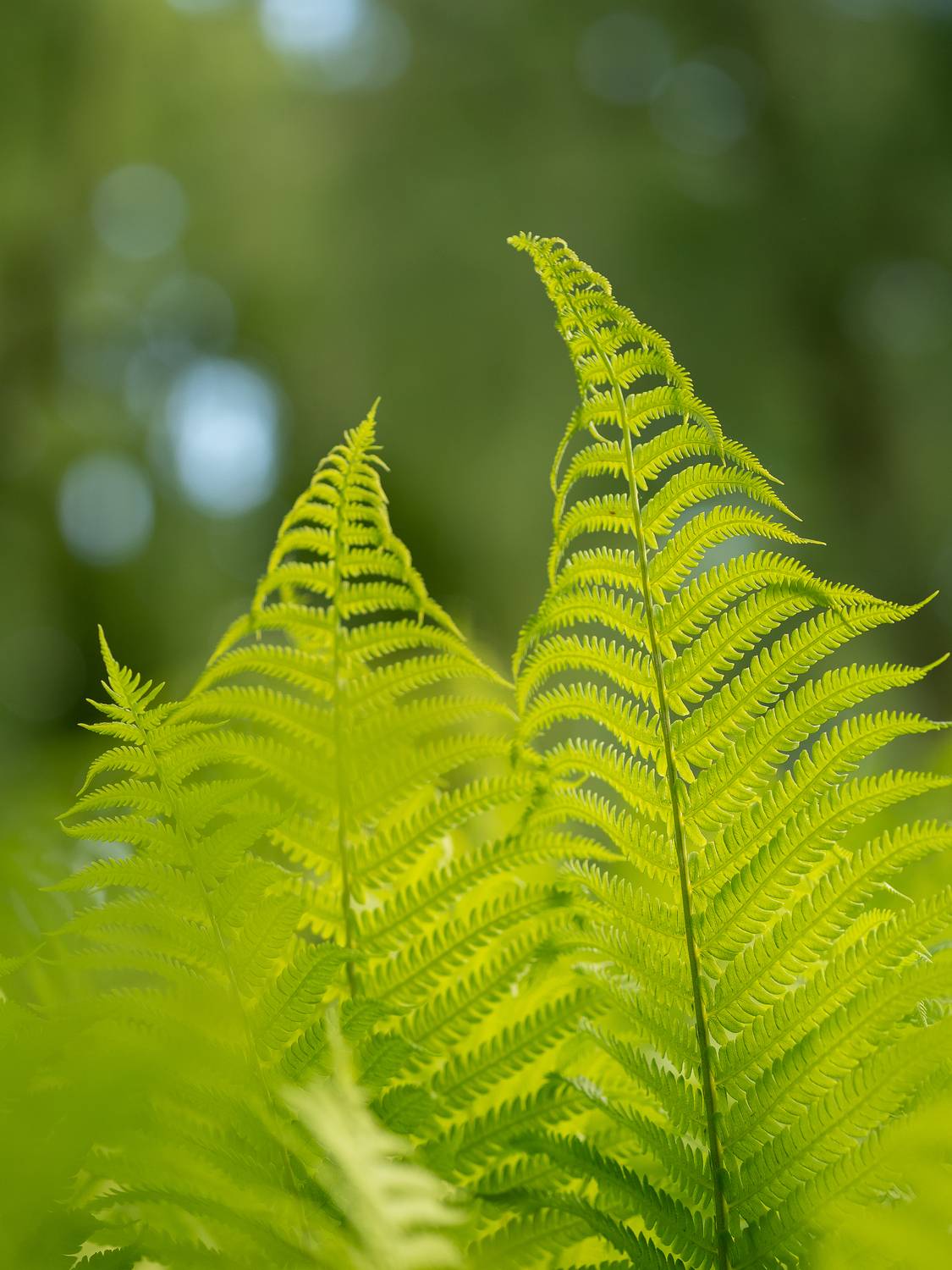 , Ирина Протченко
