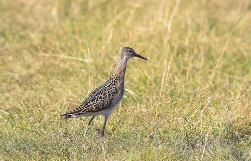 Самка турухтана в поле на кормёжке