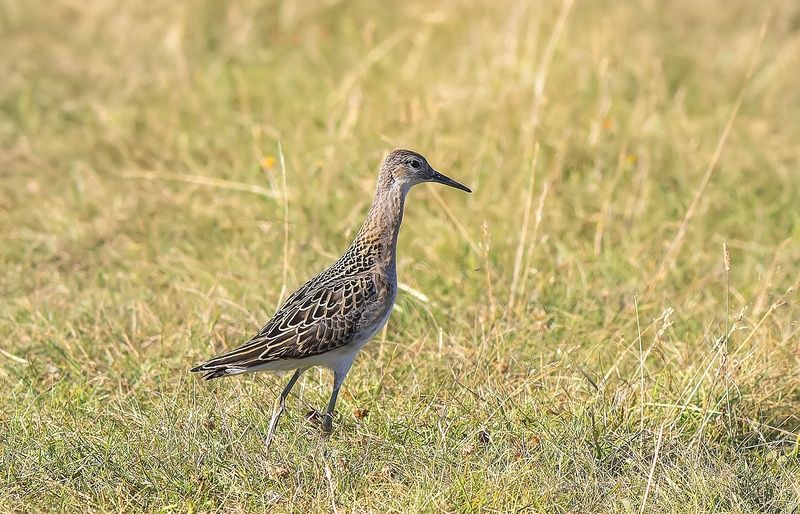 птицы, кулики, турухтан, утро, поле, фотоохота Самка турухтана в поле на кормёжке фото превью