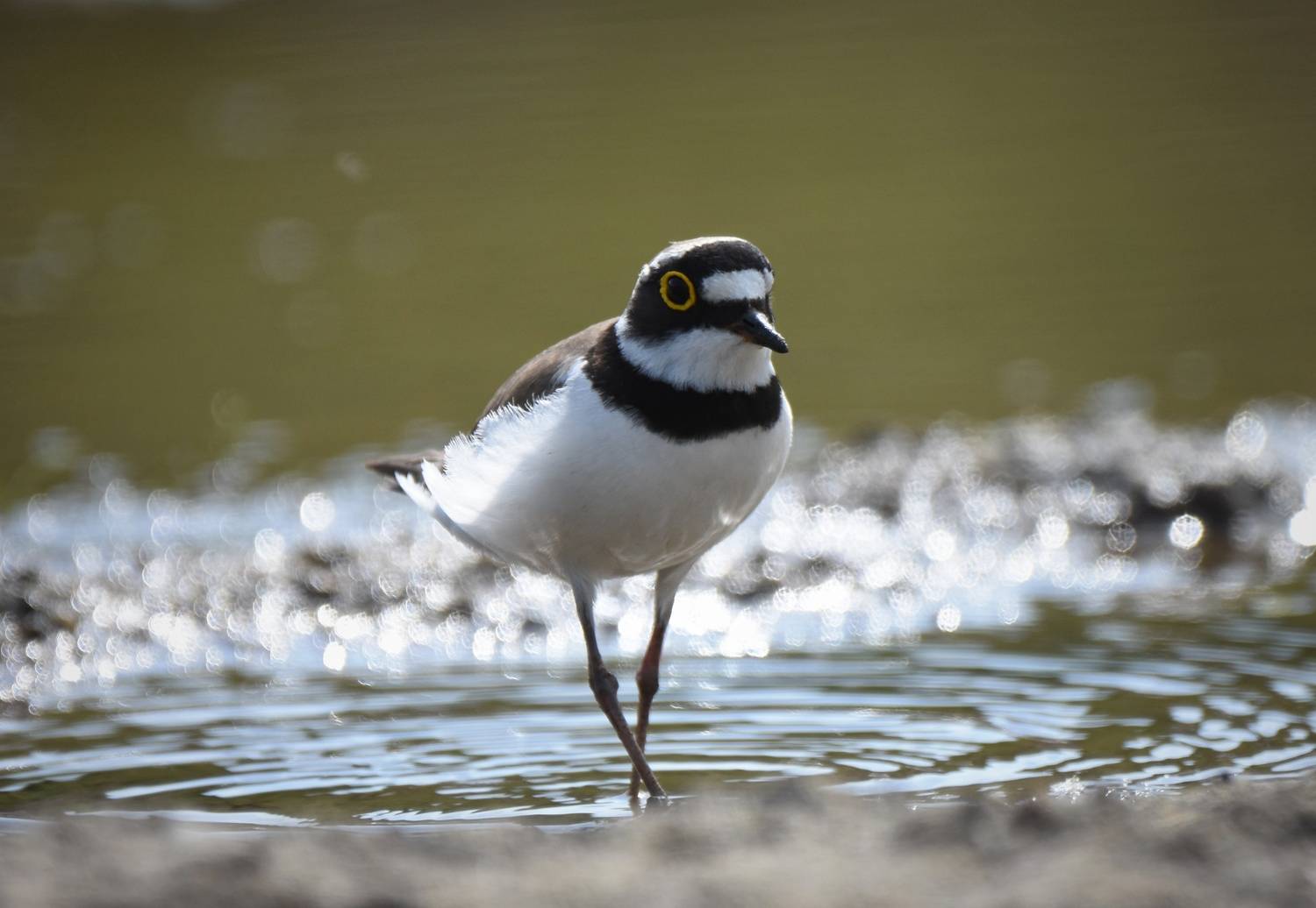 , Герчев Николай