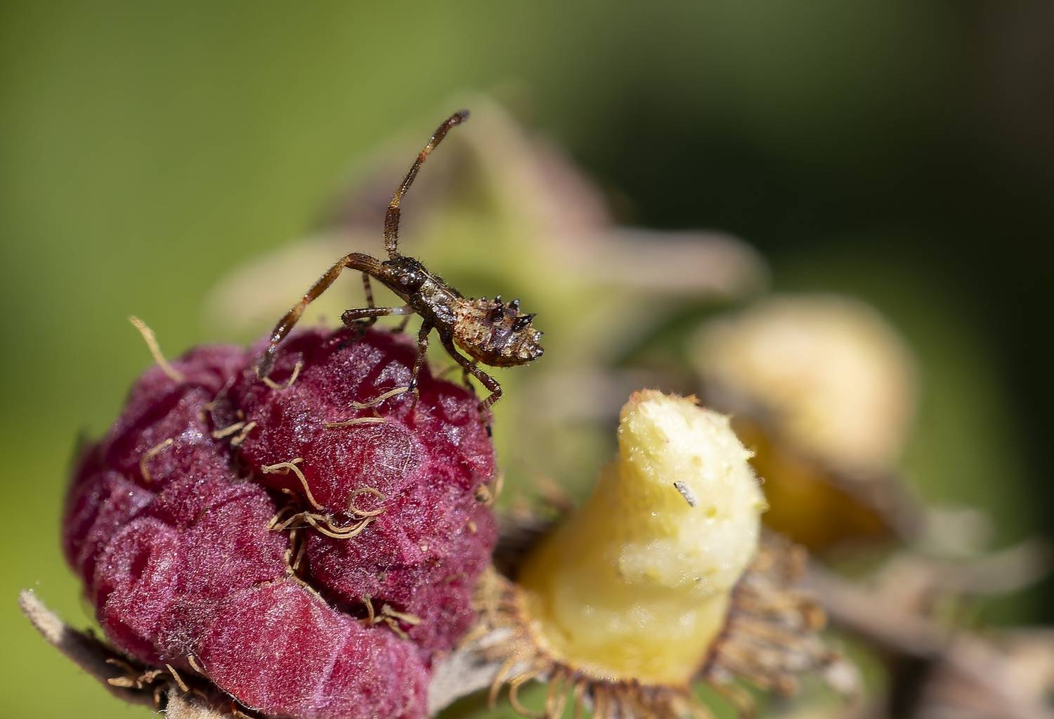 ягодный клоп, личинка, малина, макро, Широких Александр