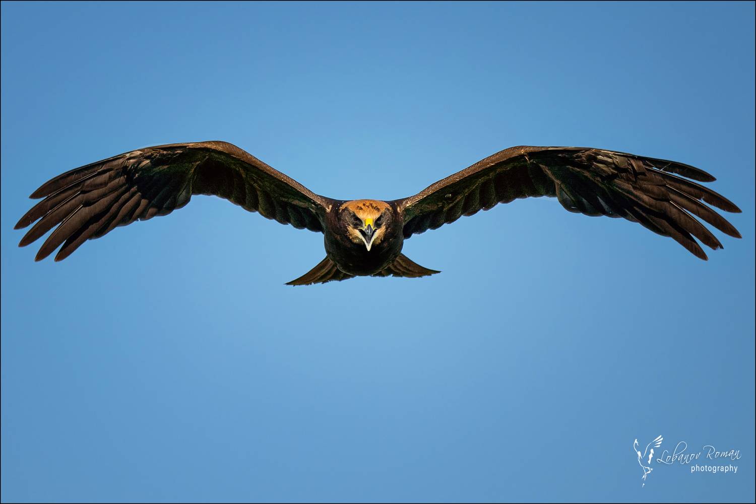 , Лобанов Роман