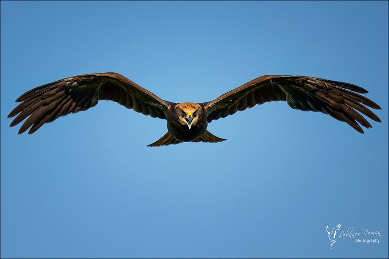 * * * фото превью