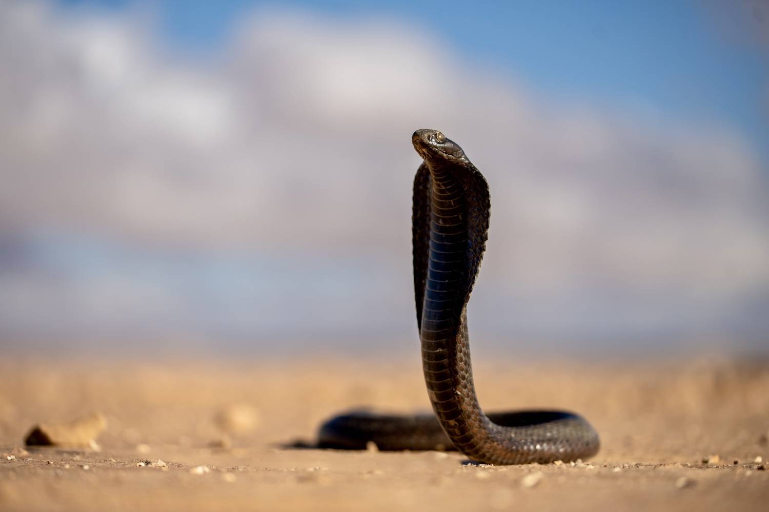 , Владимир Цветов