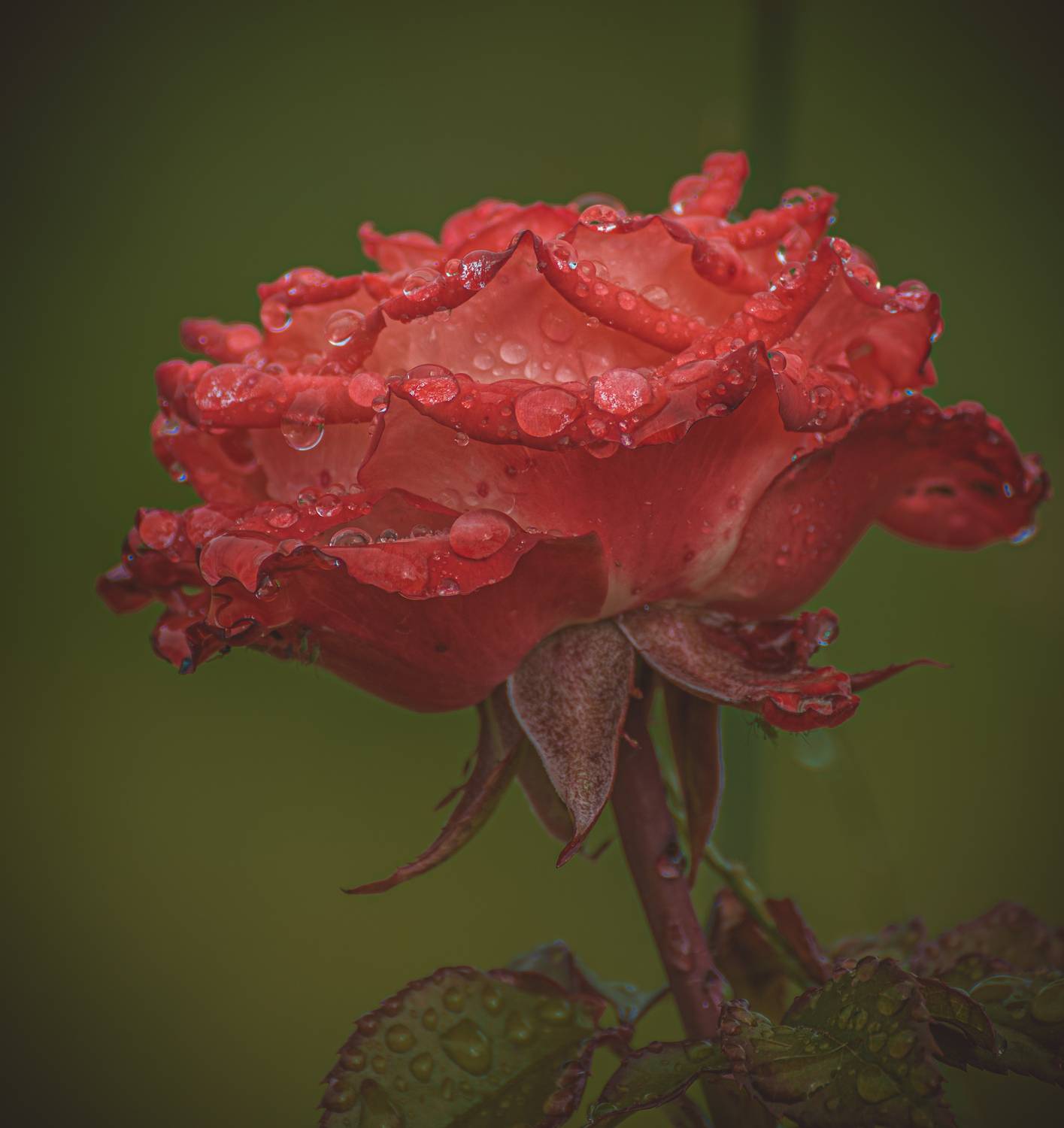 , Кокорин Алексей