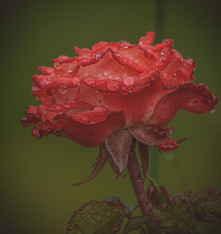 *** фото превью