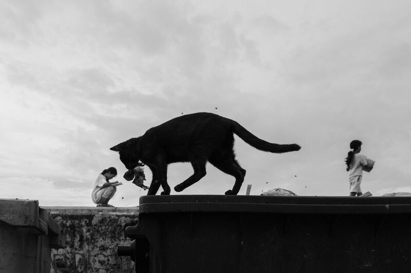 the cat and the girls фото превью