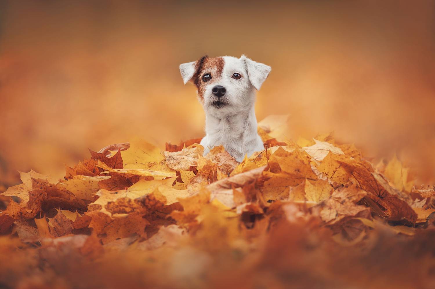 , Яна Нарбутович