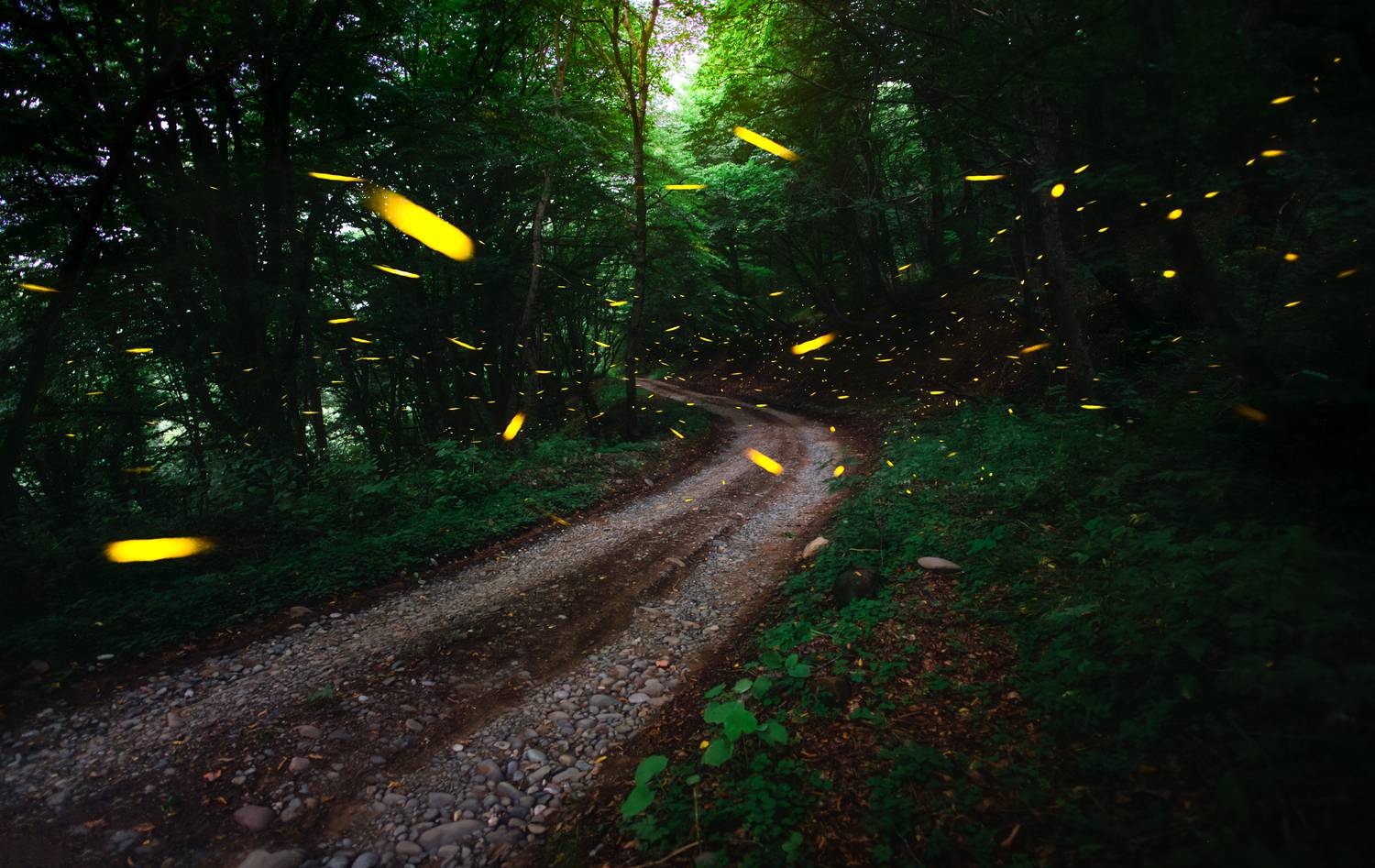 #fireflies, #landscape, Saba Gloveli