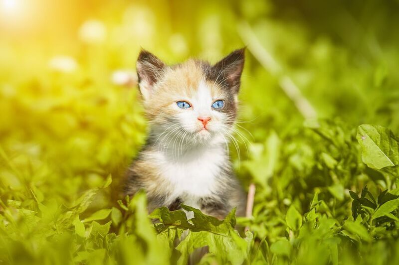 Котёнок фото превью