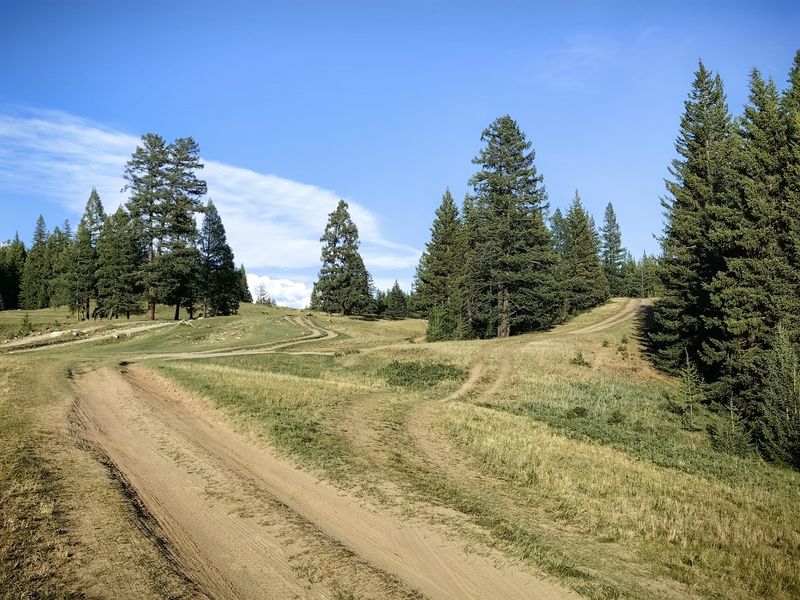 природа,алтай,дороги,деревья,лето Дорогами Алтая фото превью
