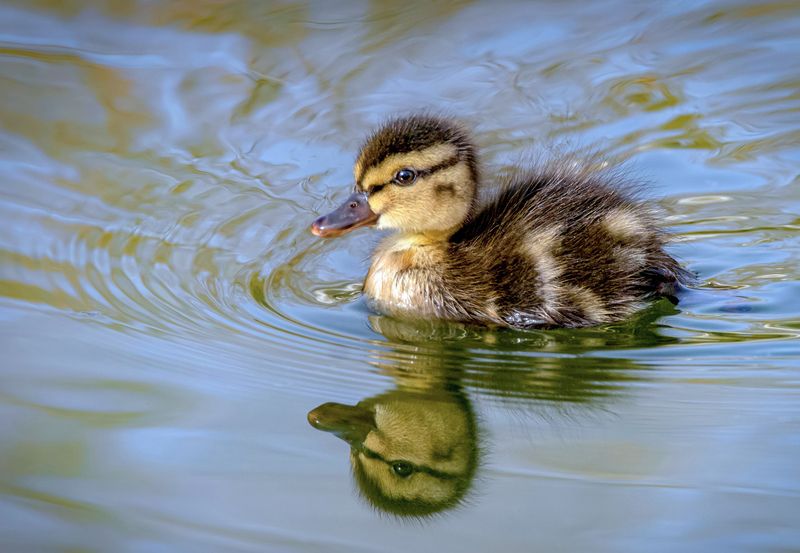 Утенок Утенок фото превью