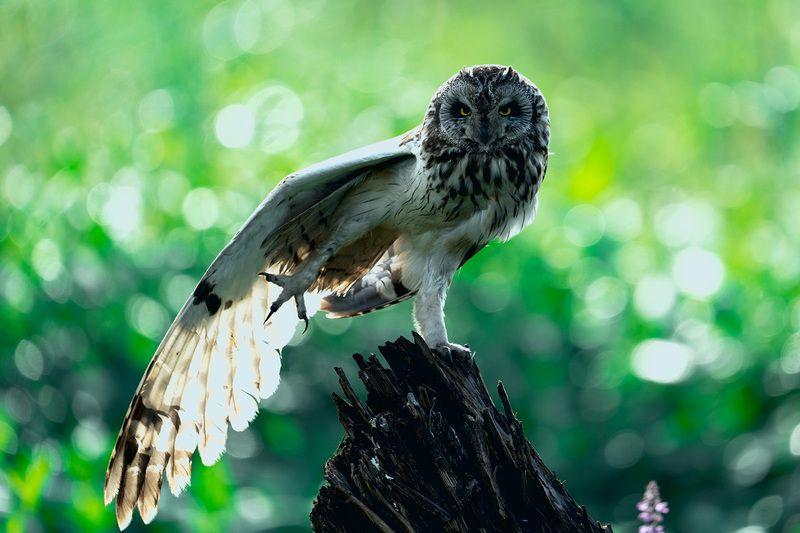 к взлету готов фото превью