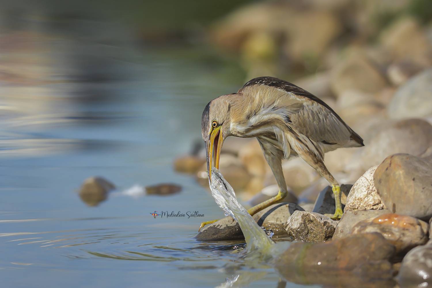 птица, выпь, малая выпь, фотоохота, дикие животные, Медведева Светлана