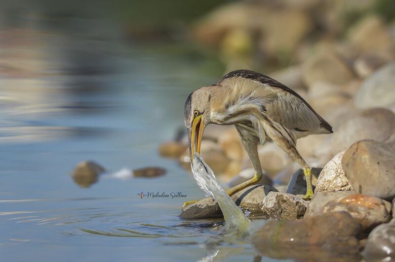 И закинул дед невод... фото превью