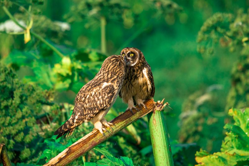 Поцелуйчики фото превью