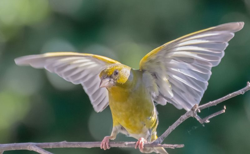 Вот такие крылышки. фото превью