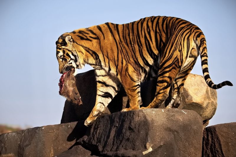 Тигриные истории - 6 фото превью