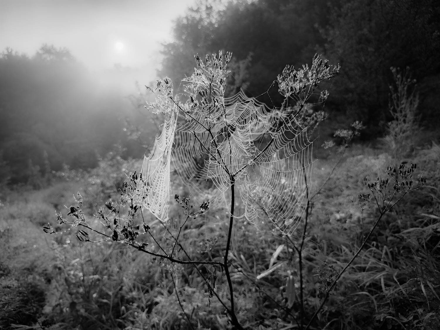 , Кондрашова Светлана