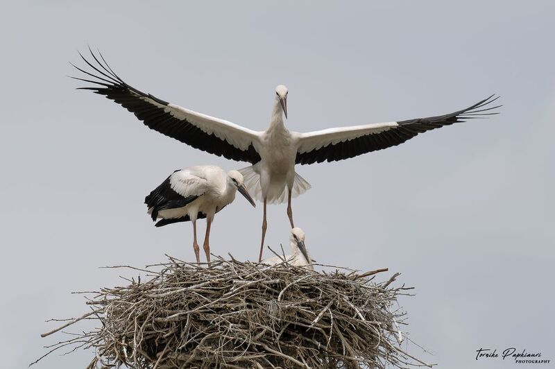 Белый аист фото превью