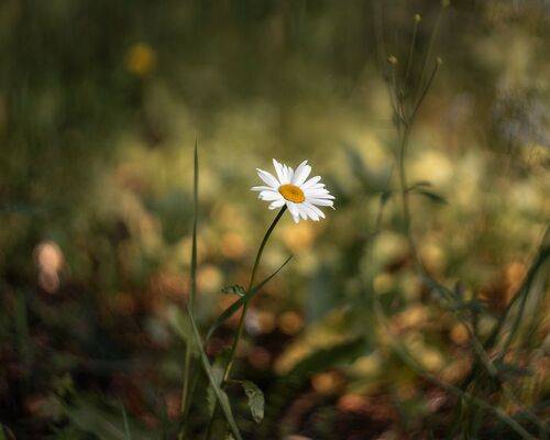 Одинокая ромашка