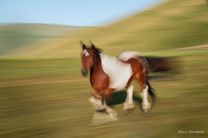 horse running nature umbria panning animals Run фото превью