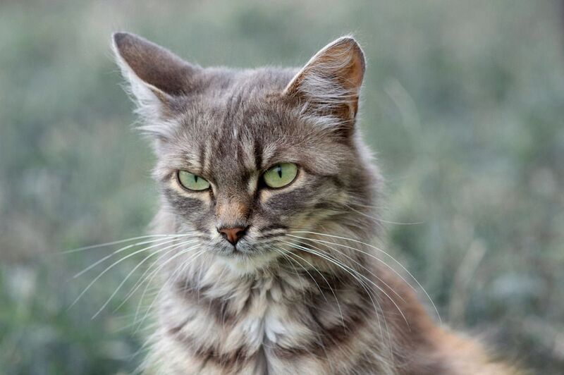 кошка Дама с характером. фото превью