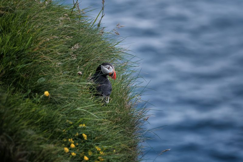 Puffin фото превью