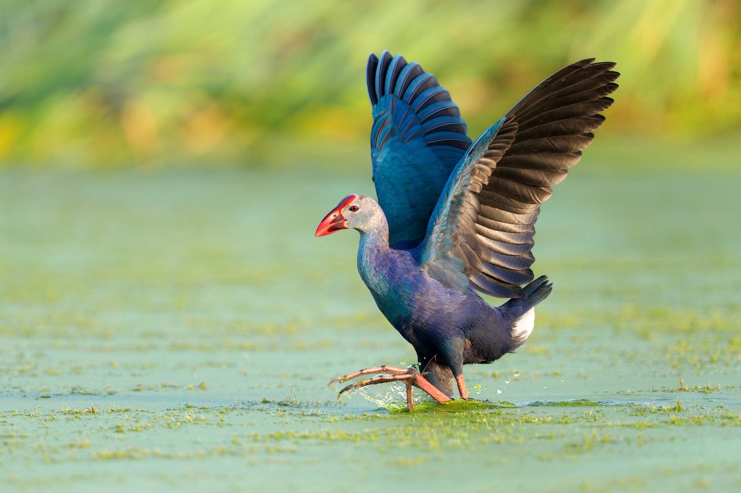 птица, фотоохота, султанка, природа, фауна, Vladimir Kulikov