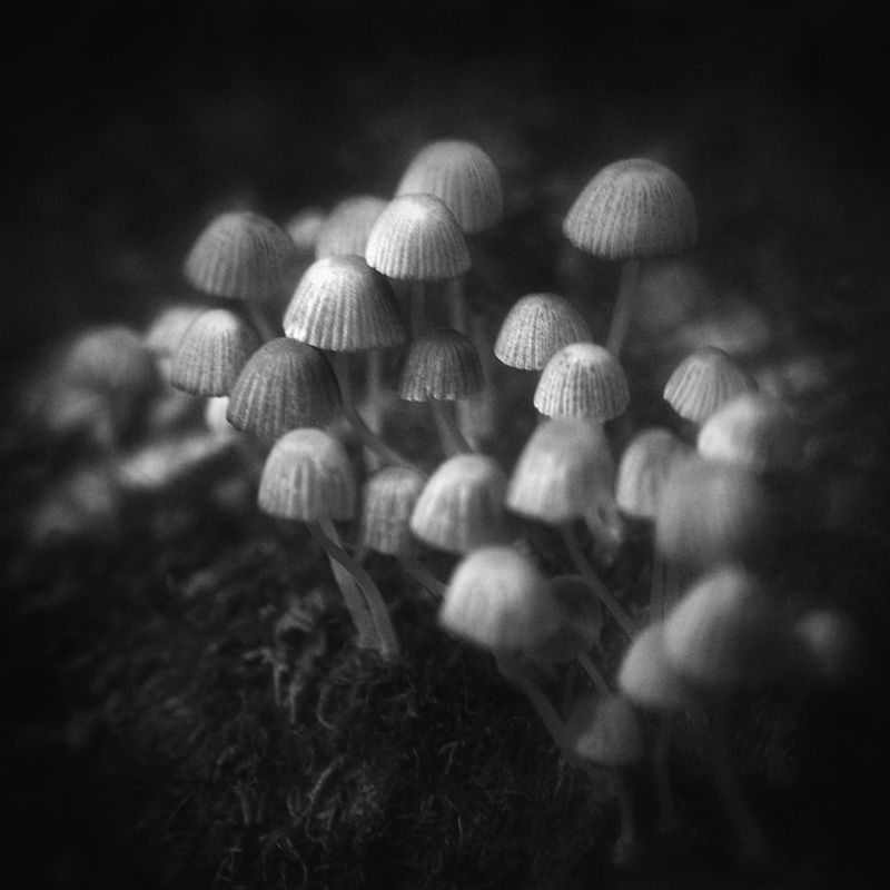 чб, грибы, лес Лес. Нижний ярус. фото превью