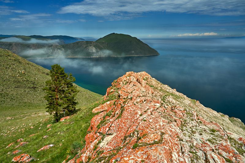 Красные лишайники  фото превью