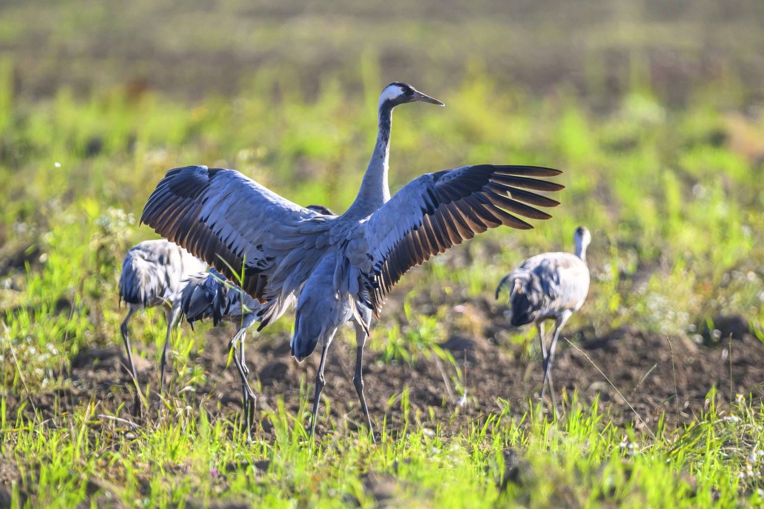 , Пупонин Сергей