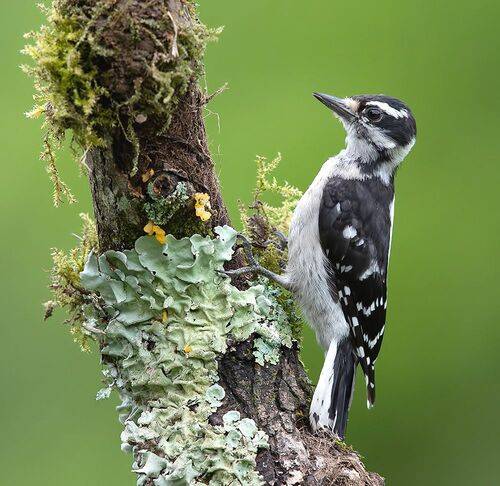 Downy woodpecker Female - Пушистый дятел
