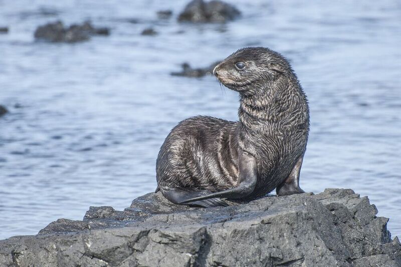 морской котик, остров Беринга фото превью